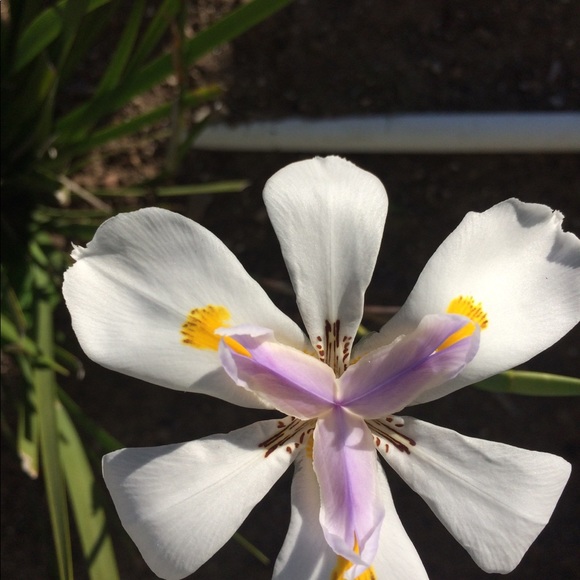 Meet your Posher, Arlene - Picture 2 of 5